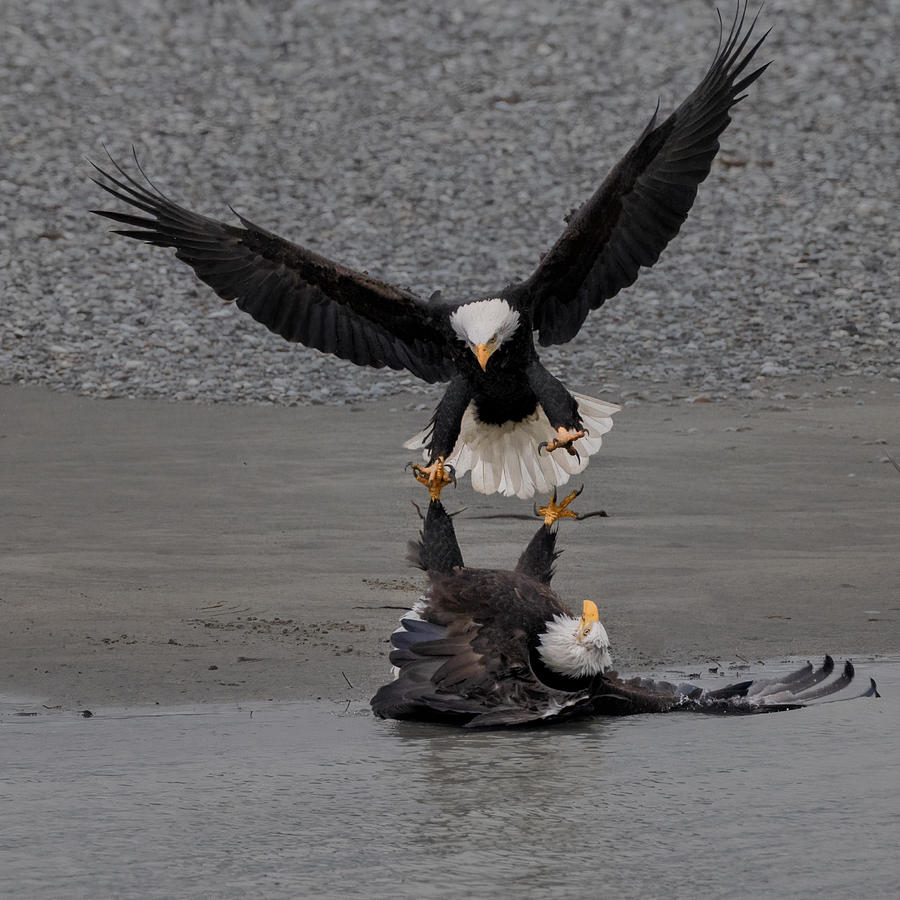 Nature Photograph - The Fighting Of A Pair Of Bald Eagles by Sheila Xu
