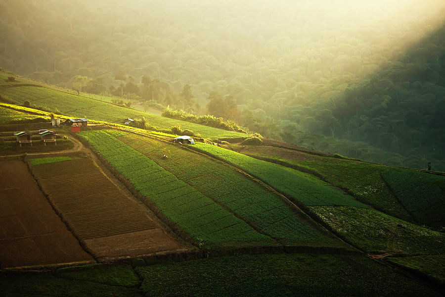The Fine Cabbage Field Photograph by Vichienrat Jangsawang