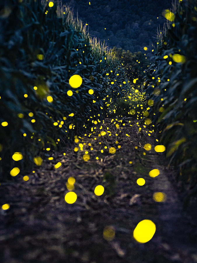 Nature Photograph - The Firefly Dance by Ruben Ramos