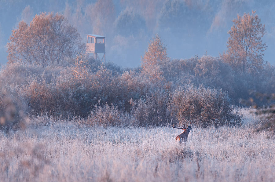 The First Frosts... Photograph by Alexandr Kukrinov