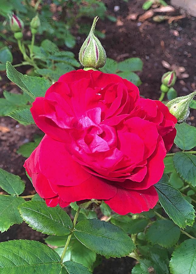 The First Rose by Mario MJ Perron The First Rose by Mario MJ Perron