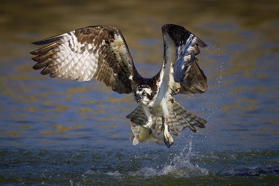 Osprey Photograph - The Fisherman\s Catch by Johnny Chen