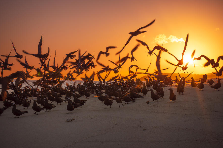 Sunset Photograph - The Flaming Flight by Barathieu Gabriel