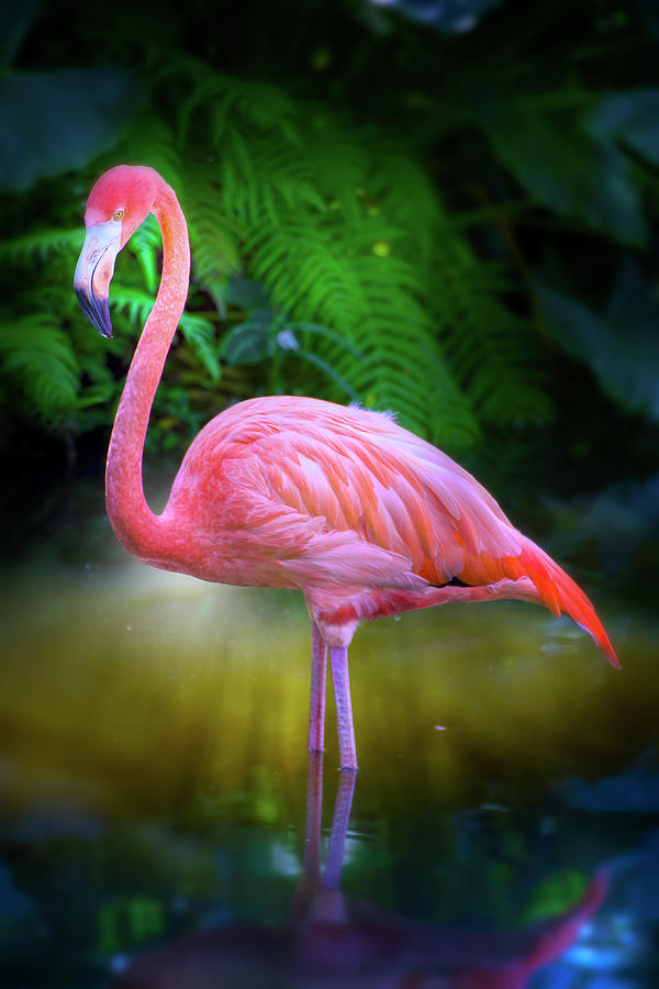 The Flamingo Garden Photograph by Mark Andrew Thomas