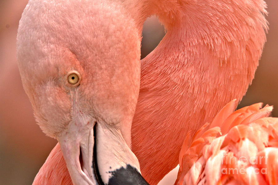 The Flamingo Pose Photograph by Adam Jewell