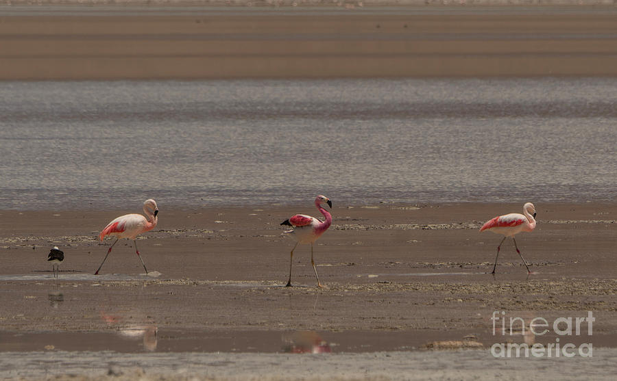 The Flamingos Photograph by Brian Kamprath