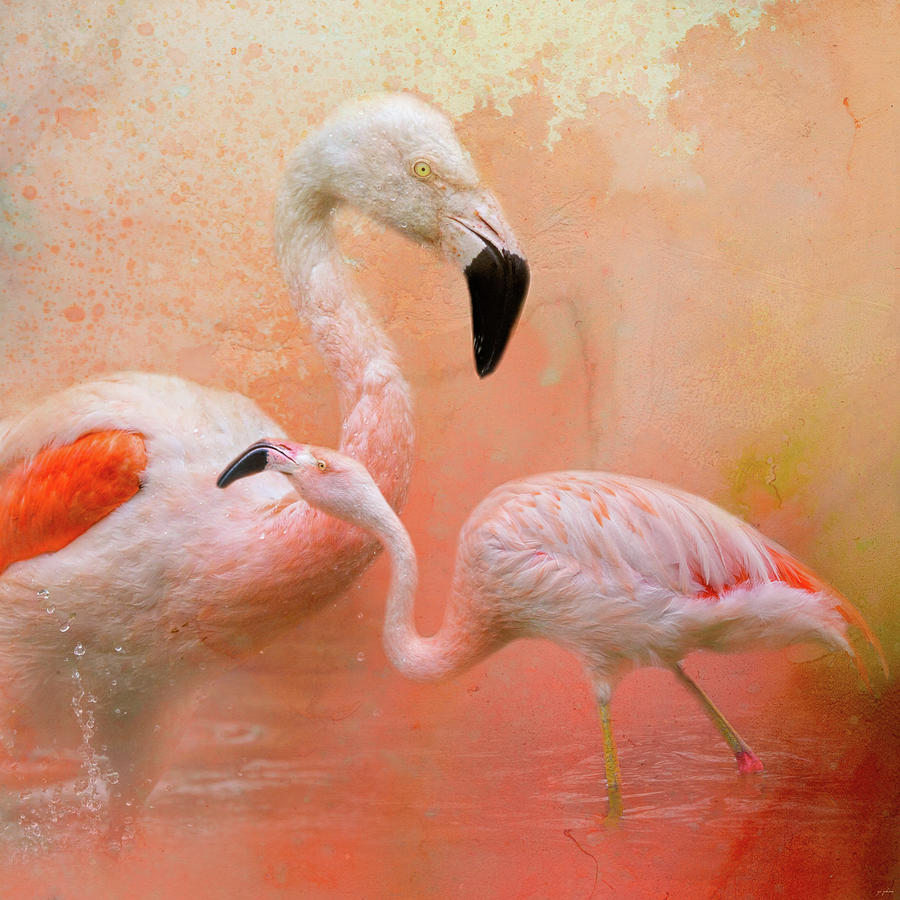 The Flamingos Photograph by Jai Johnson