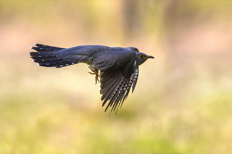 Nature Photograph - The Flight Of The Cuckoo by Marco Redaelli