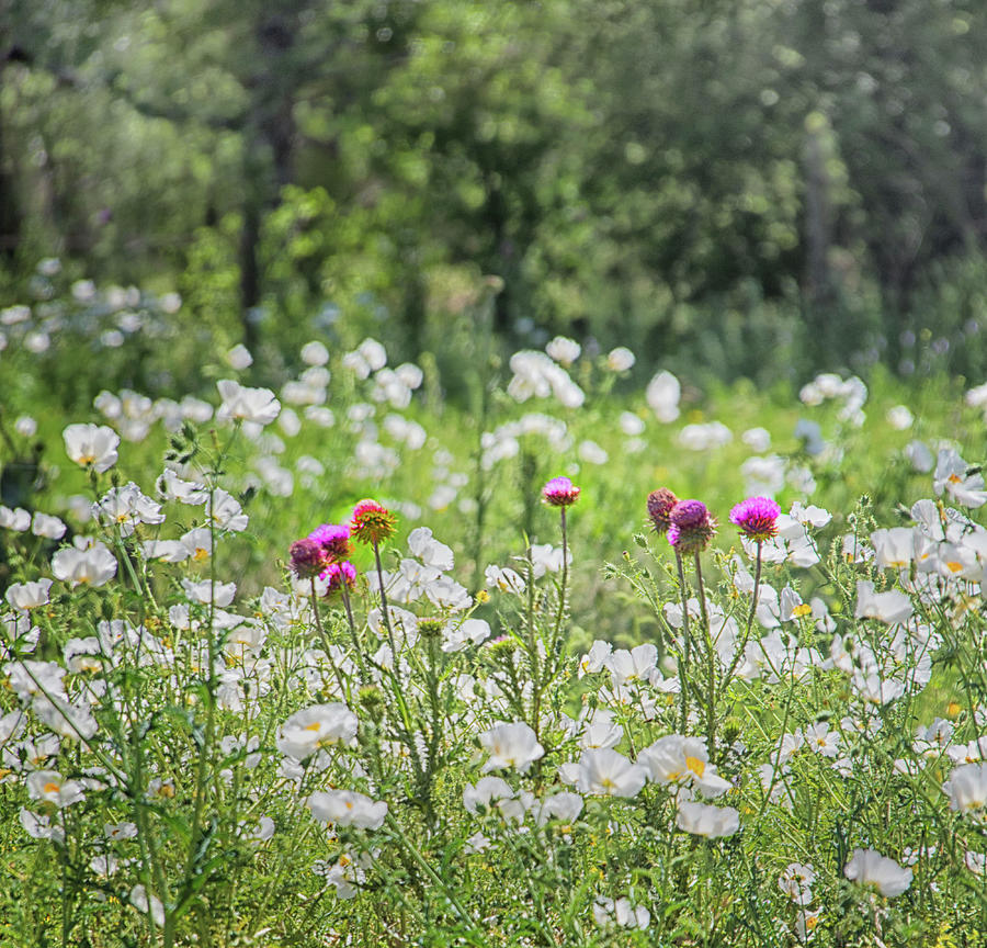 The Flower Field Photograph by Jolynn Reed