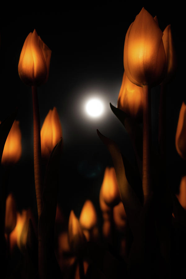 The Flower Moon Photograph by Vicky Edgerly