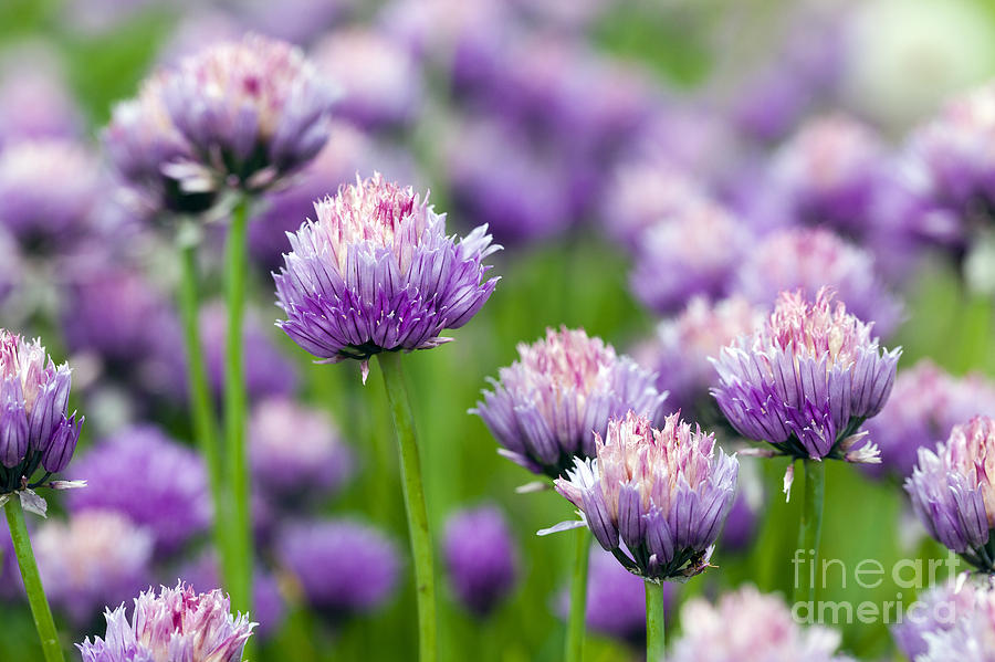 Onion Photograph - The Flower Of Garlic Photographed By A by Rsooll Onion Photograph - The Flower Of Garlic Photographed By A by Rsooll