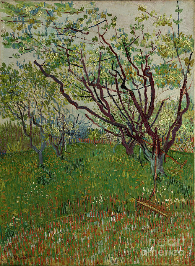 The Flowering Orchard Drawing by Heritage Images