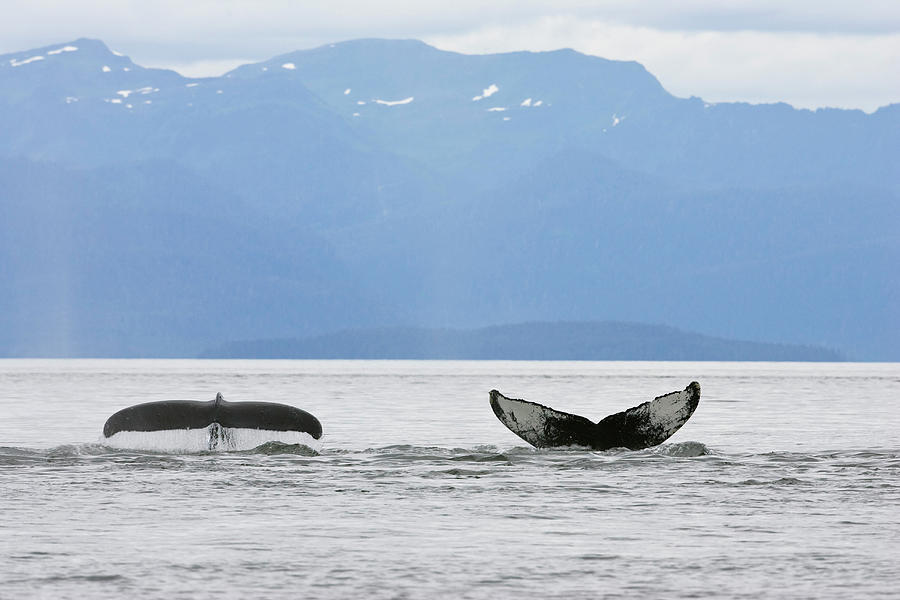 The Flukes Of Two Humpback Whales Poking Out Of The Water, Megaptera ...