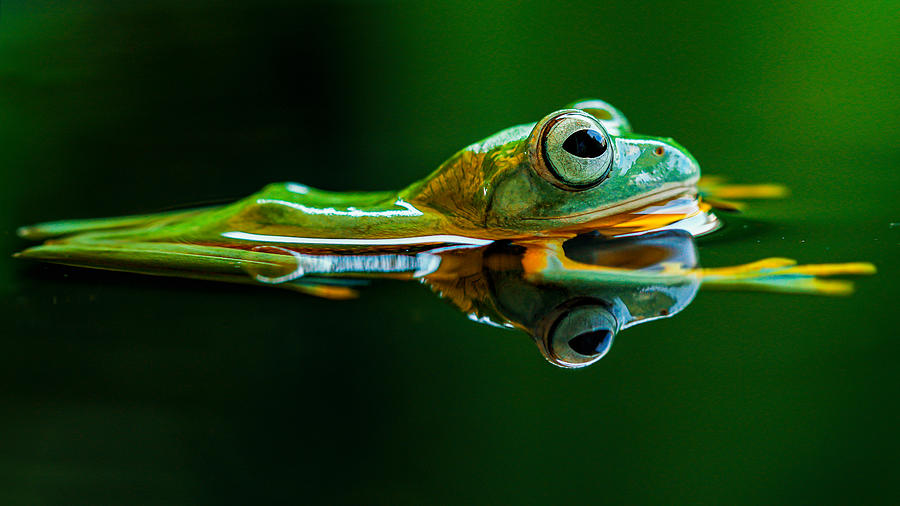 The Flying Frog Photograph by Andi Halil - Fine Art America