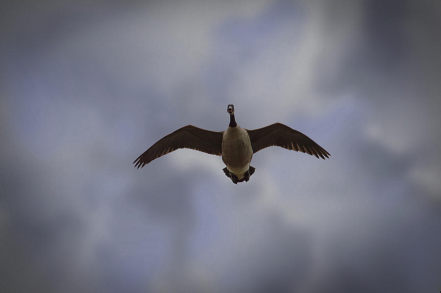The Flying Goose Photograph