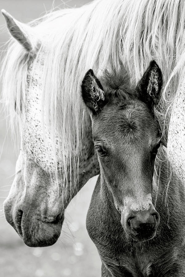 The Foal Photograph by Jacky Parker