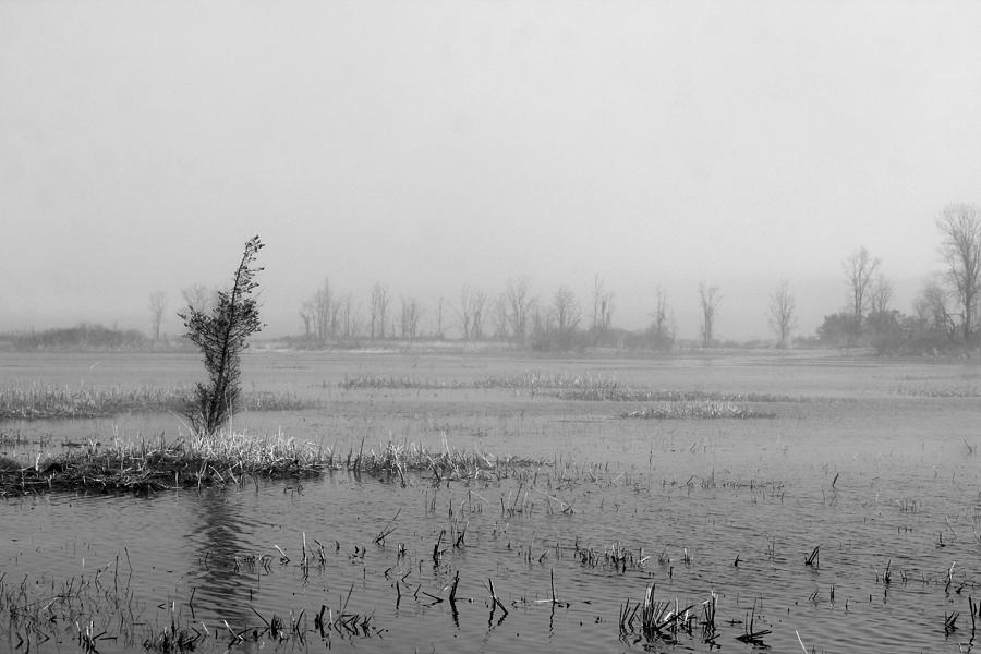 The Fog Photograph by Davandra Cribbie