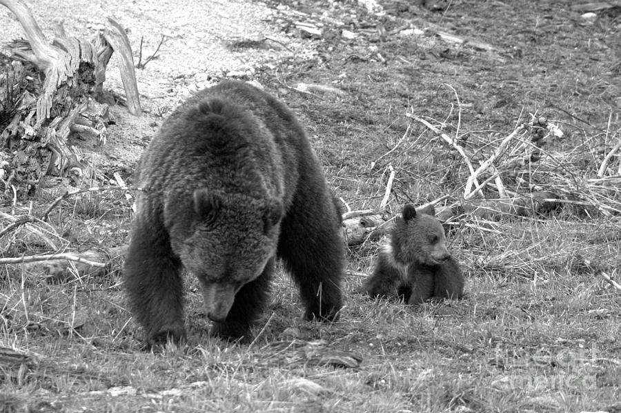 The Foraging Family Black And White Photograph by Adam Jewell