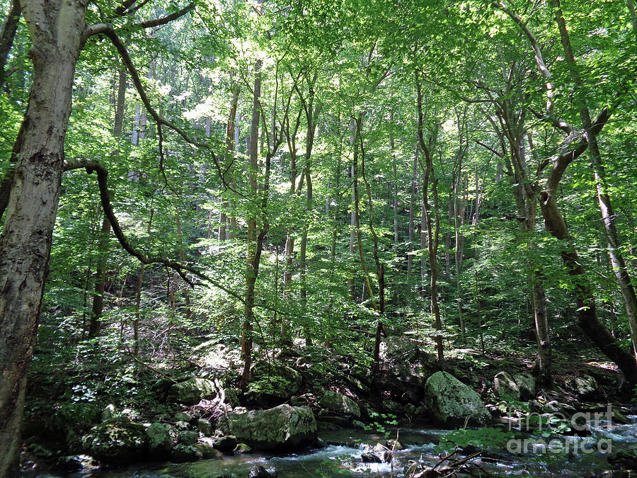 Tree Photograph - The Forest Along Hannah Run of Shenandoah National Park by Maili Page