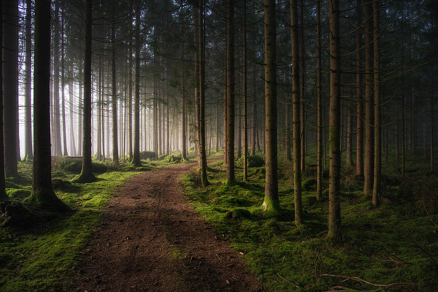 Nature Photograph - The Forest by Benny Pettersson