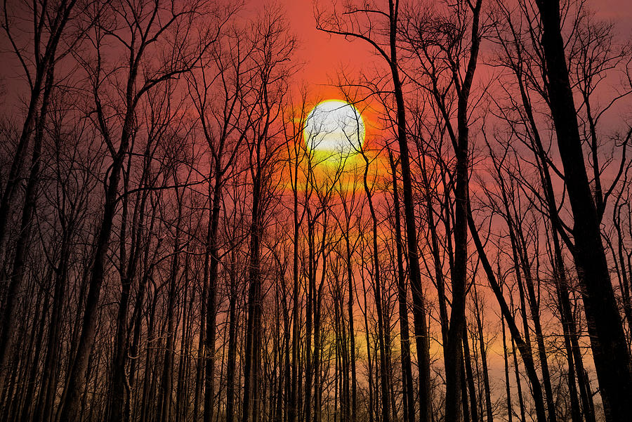 The Forest at Sunset Photograph by Bill Cannon