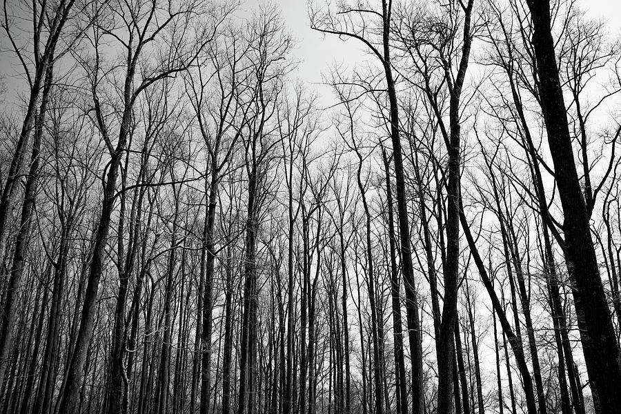 The Forest in Black and White Photograph by Bill Cannon