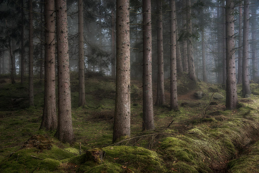 The Forest In Härkeshult Photograph by Benny Pettersson | Pixels