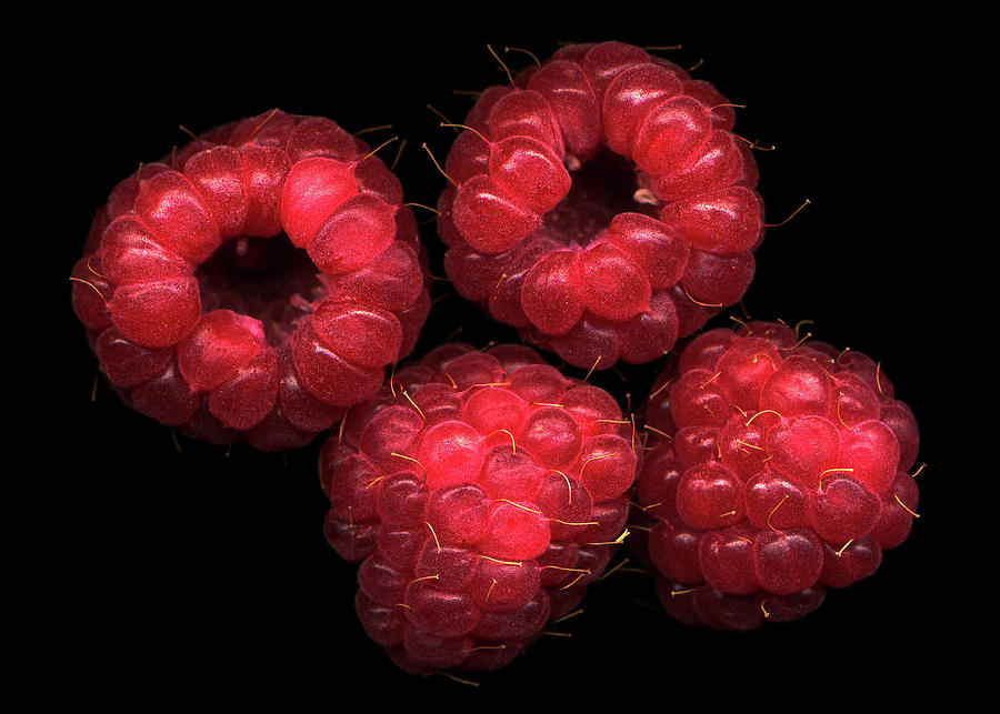 The Four Raspberries Photograph by Photograph By Magda Indigo