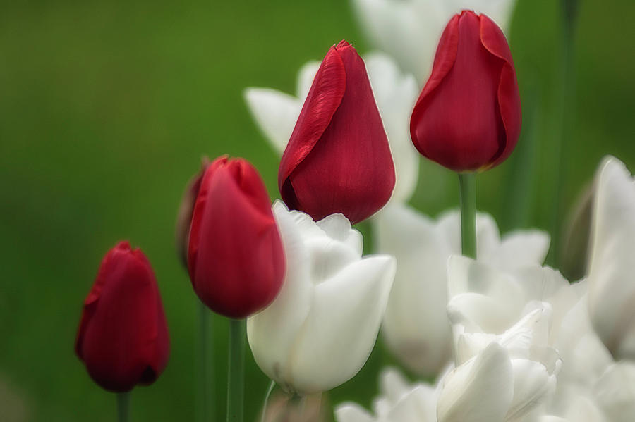 The four red tulips Photograph by Wolfgang Stocker