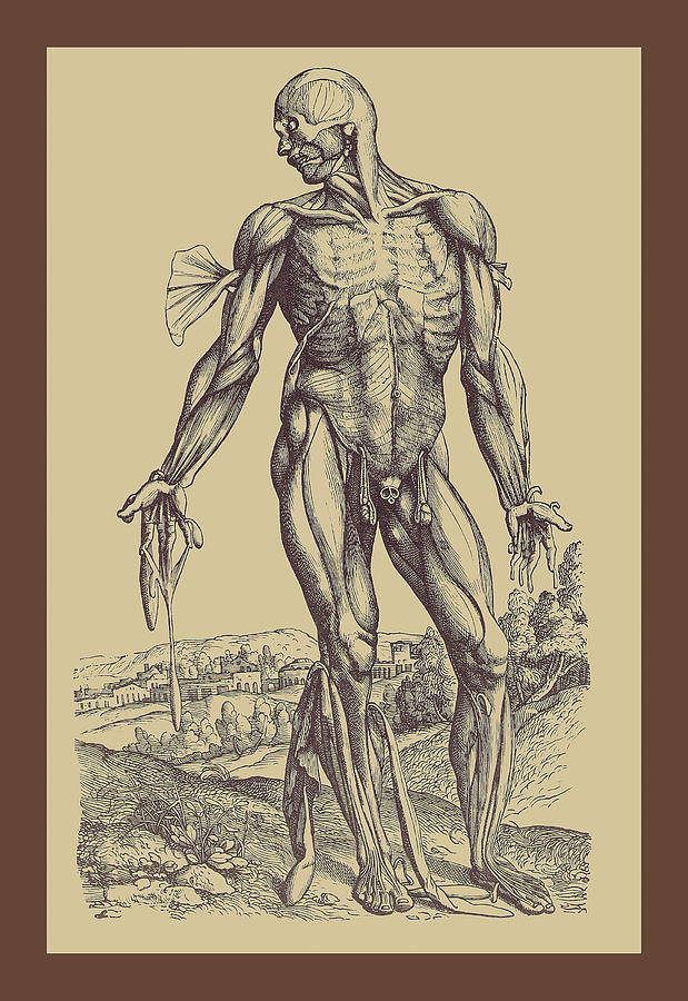 The Fourth Plate of the Muscles Painting by Andreas Vesalius