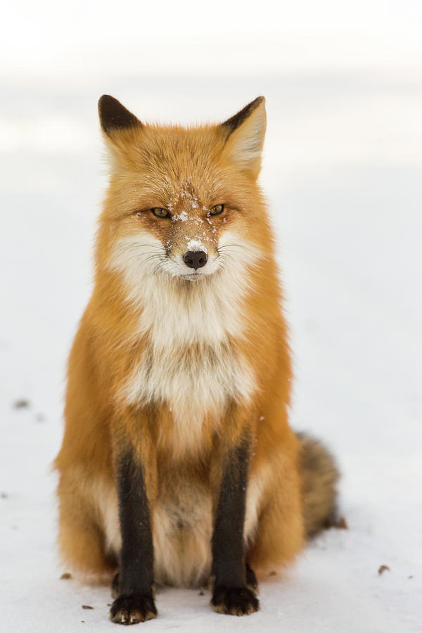 The Fox Photograph by Linda Ryma