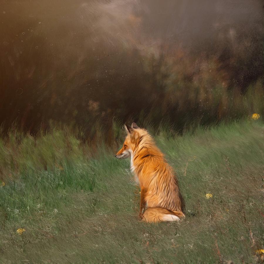 The Fox Looks Away by Caroline Jensen The Fox Looks Away by Caroline Jensen