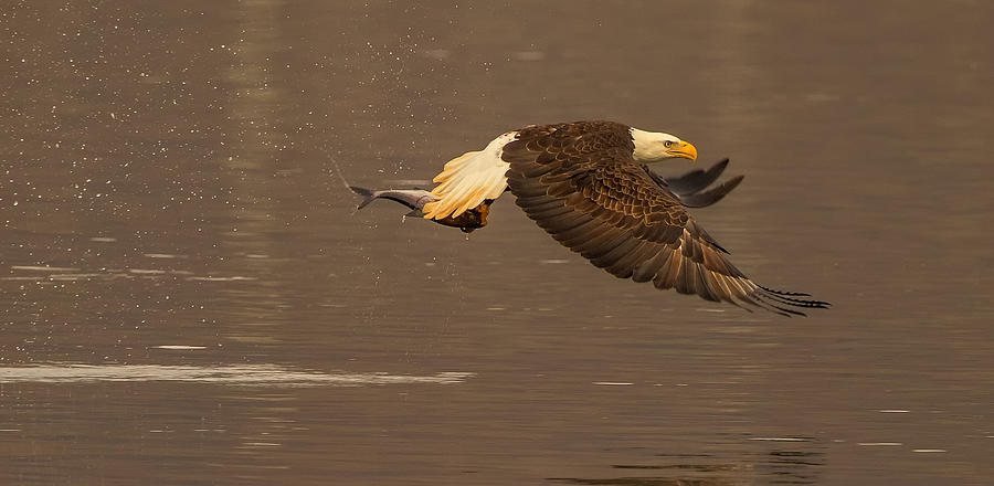 Eagle Photograph - The Fresh Catch by David Hua
