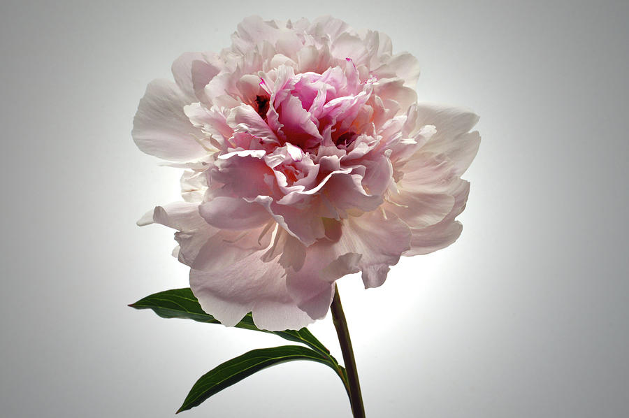 The Frills Of Carnation. Photograph