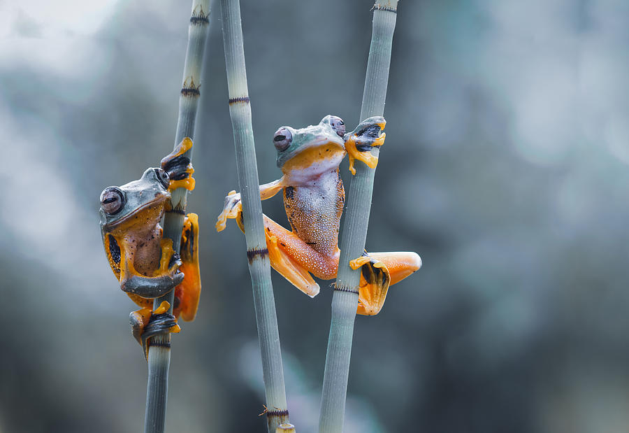 The Frog Photograph by Syafiq Huwaida