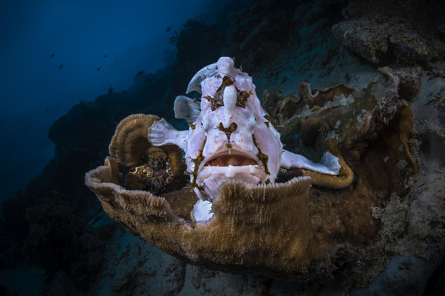 Up Movie Photograph - The Frogfish Trone by Barathieu Gabriel