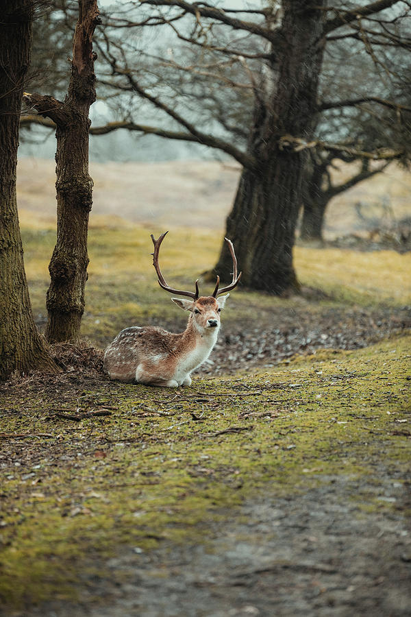 Nature Photograph - The Front View Od Fallow-deer Sitting On Ground In Rainy Day. by Cavan Images