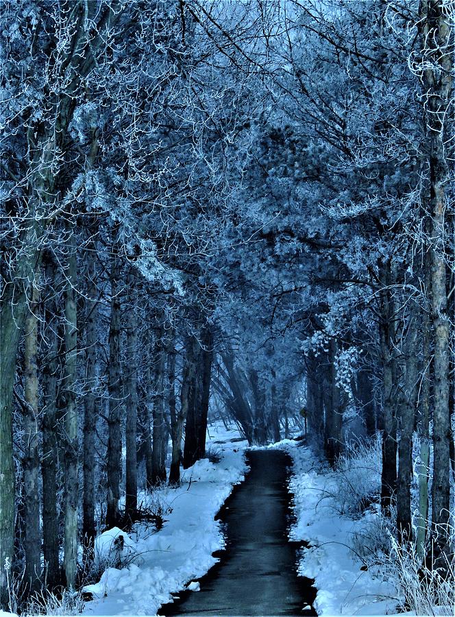 The Frosted Woods  Photograph by Lori Frisch