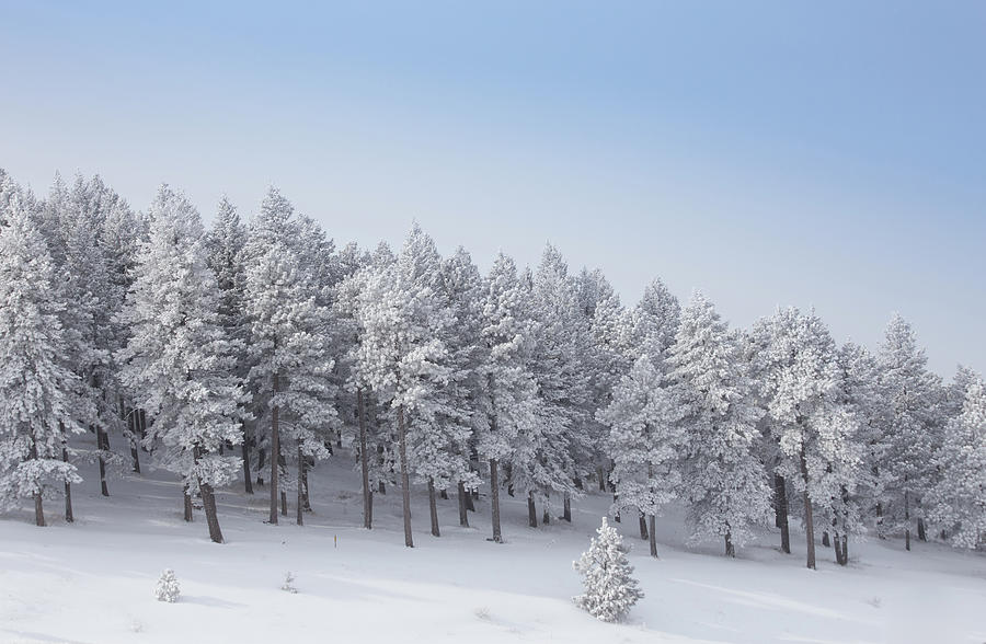 The Frosty Forest Photograph