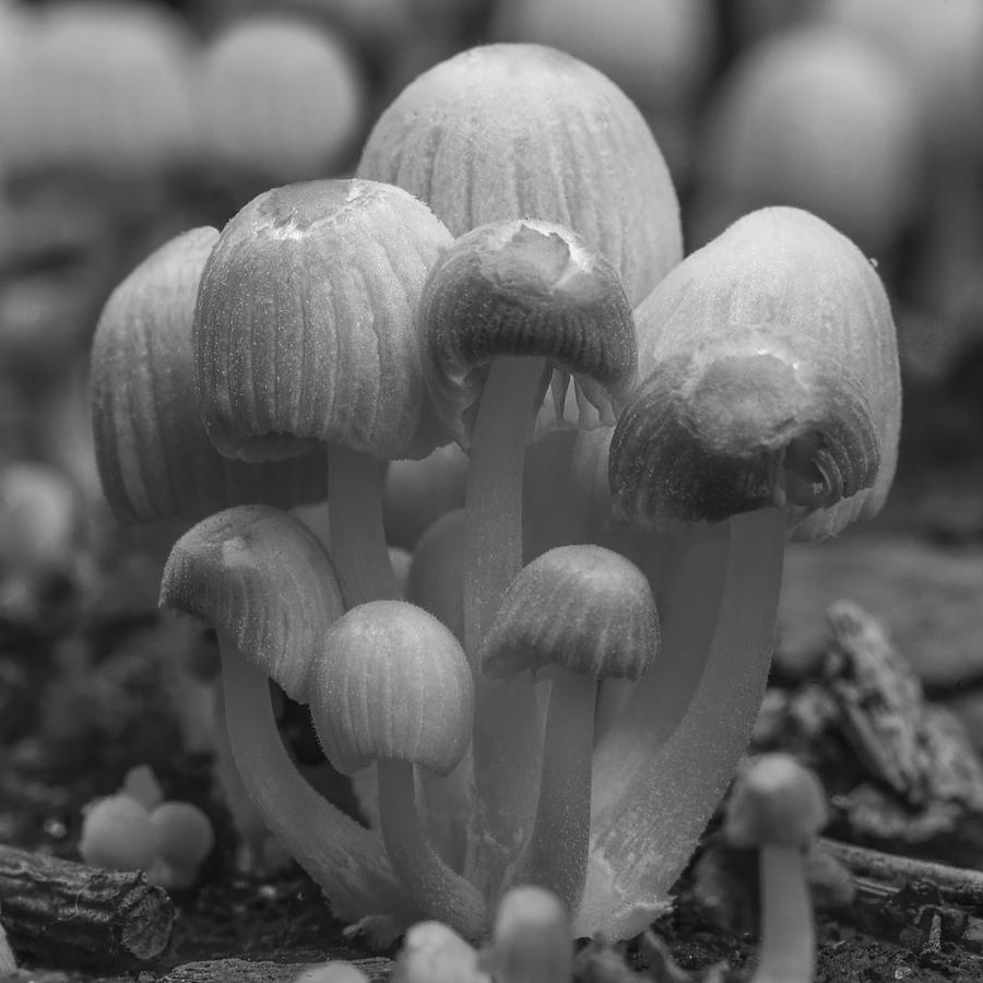 The Funghi Family Photograph by Bj S