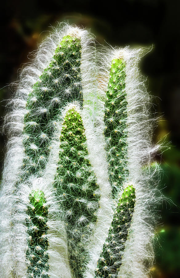 The Fuzzy Cactus Family Photograph by Gary Slawsky