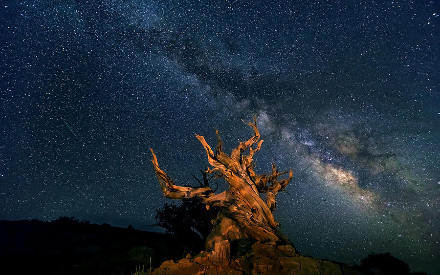 Tree Photograph - The Galaxy And Ancient Bristlecone Pine by Hua Zhu