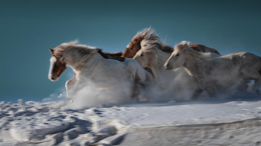 The Galloping Horses Photograph by Chuanxu Ren