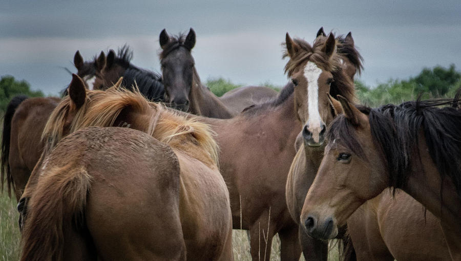 The Gang by Jolynn Reed The Gang by Jolynn Reed
