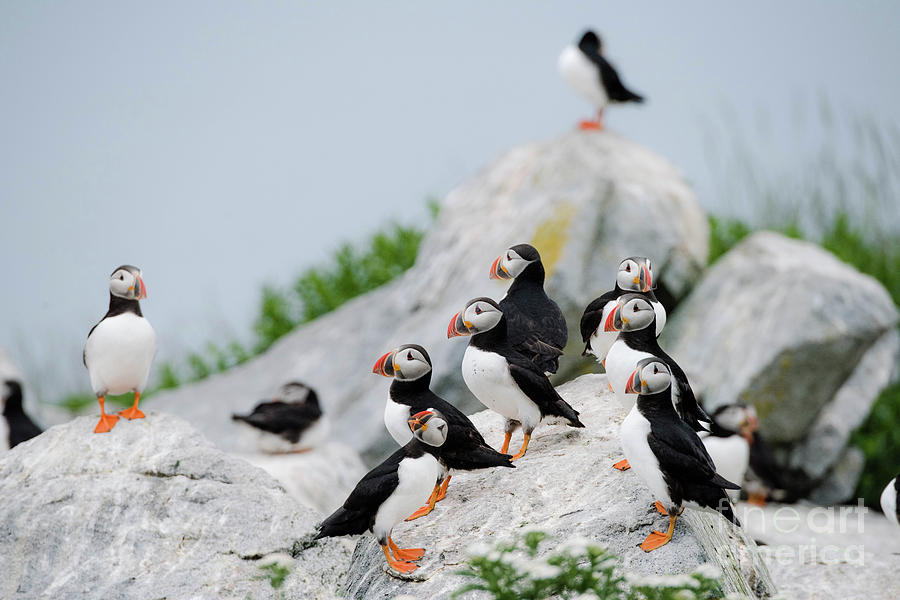 The Gang by Susan Garver The Gang by Susan Garver