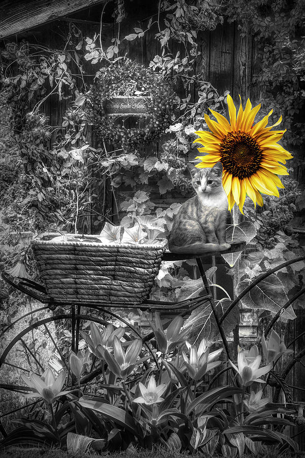 The Garden Barn in Black and White with Yellow Sunflower Photograph by Debra and Dave Vanderlaan