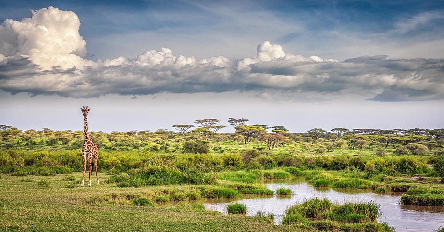 The Garden Of Eden - Ndutu Photograph by Jeffrey C. Sink - Fine Art America