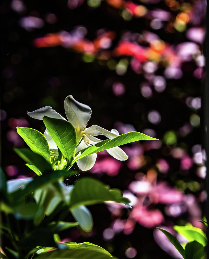 The Gardenia in the Bokeh Digital Art by Ed Stines