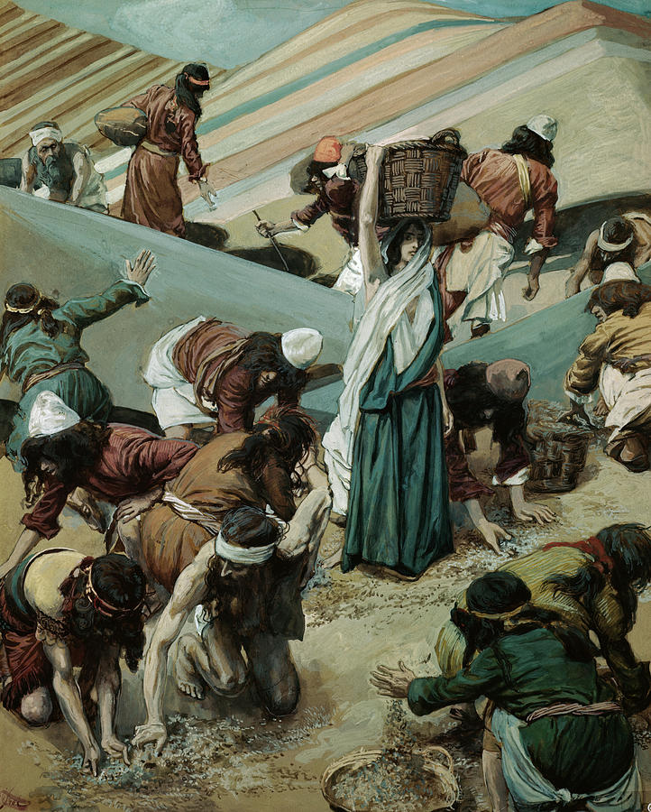 The Gathering Of Manna By James J by James Tissot