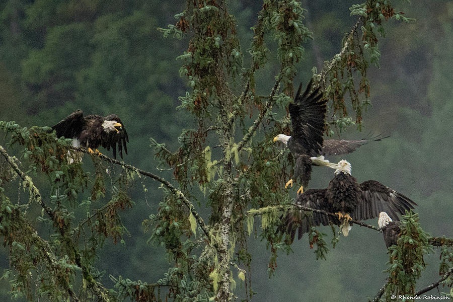 The Gathering Photograph by Rhonda Robinson - Pixels